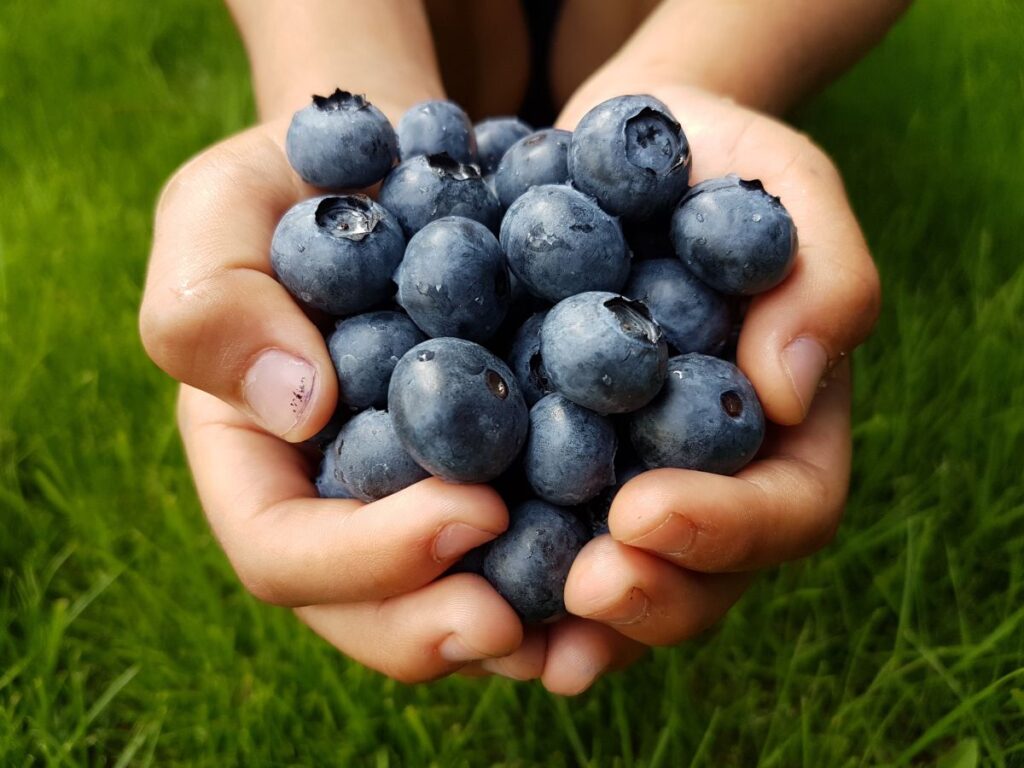 national-blueberry-month