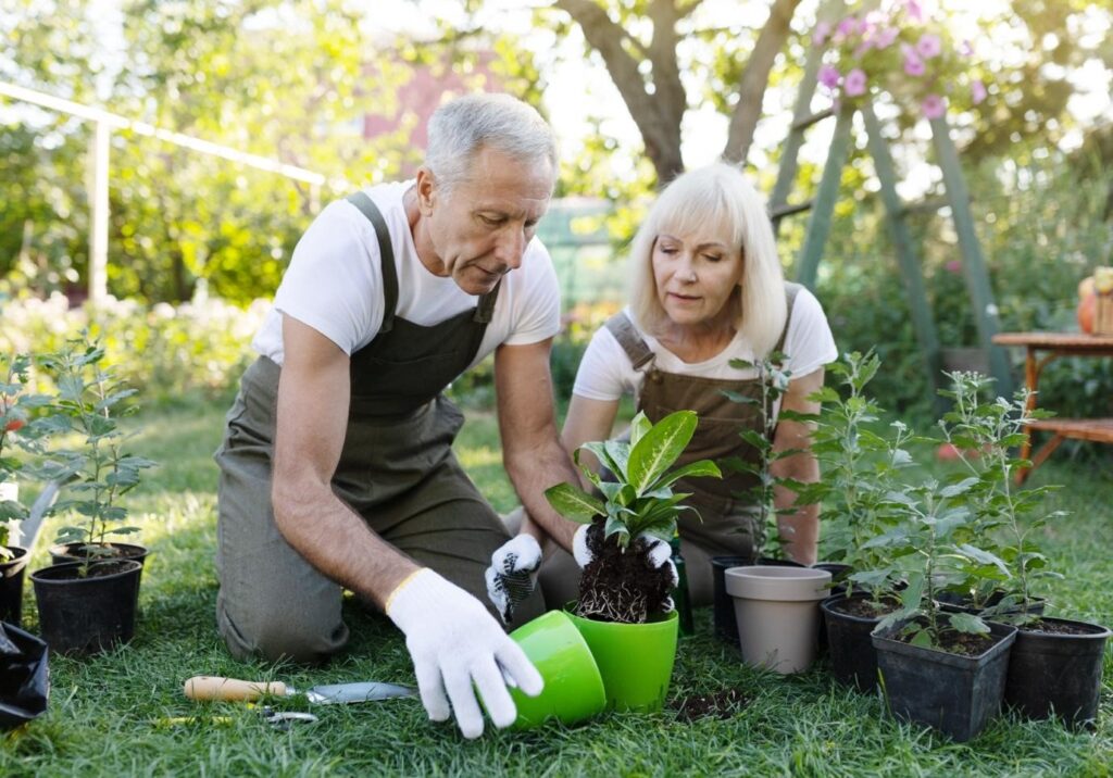Senior couple gardening together in a lush backyard, repotting a green plant while enjoying a sunny day outdoors.