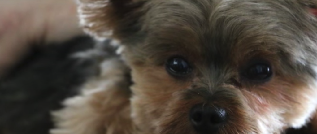 pets-help-keep-seniors-healthy