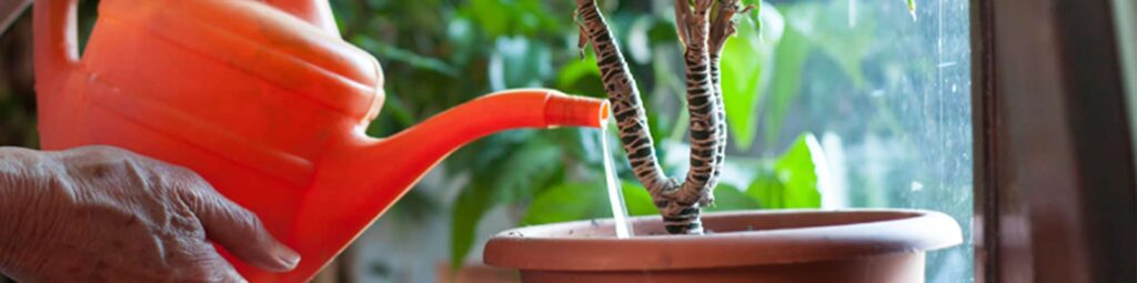 indoor-plants-blog-image